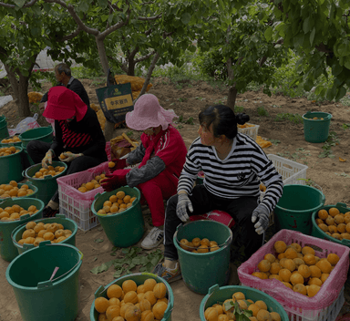 smart fruit demo